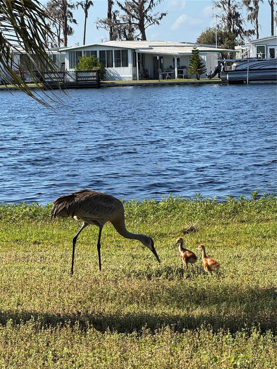 CLERMONT EMERALD LAKES CO-OP LT 01 - Residential