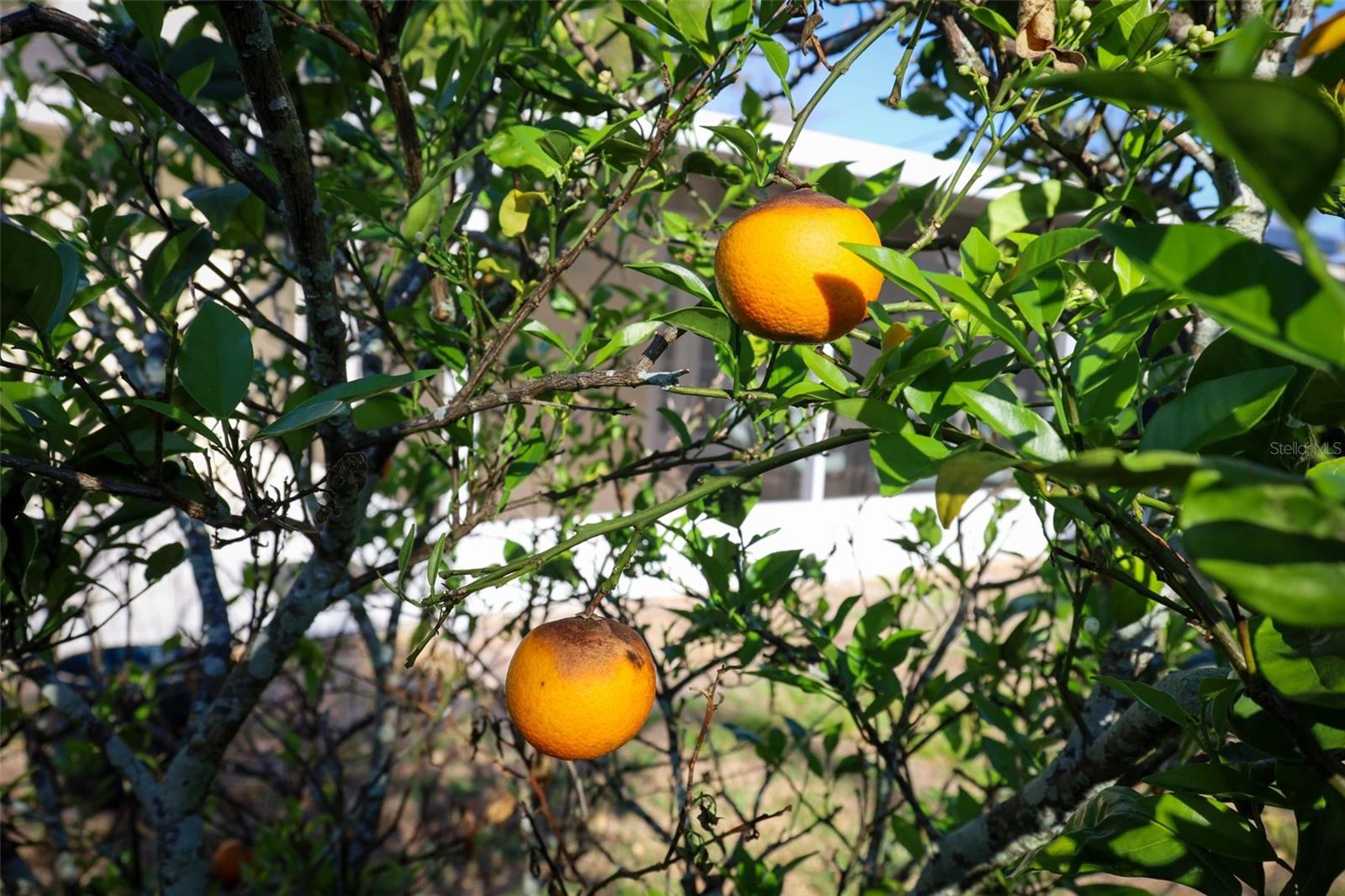 HIGHLAND PARK ESTATES | DOMMERICH - Residential