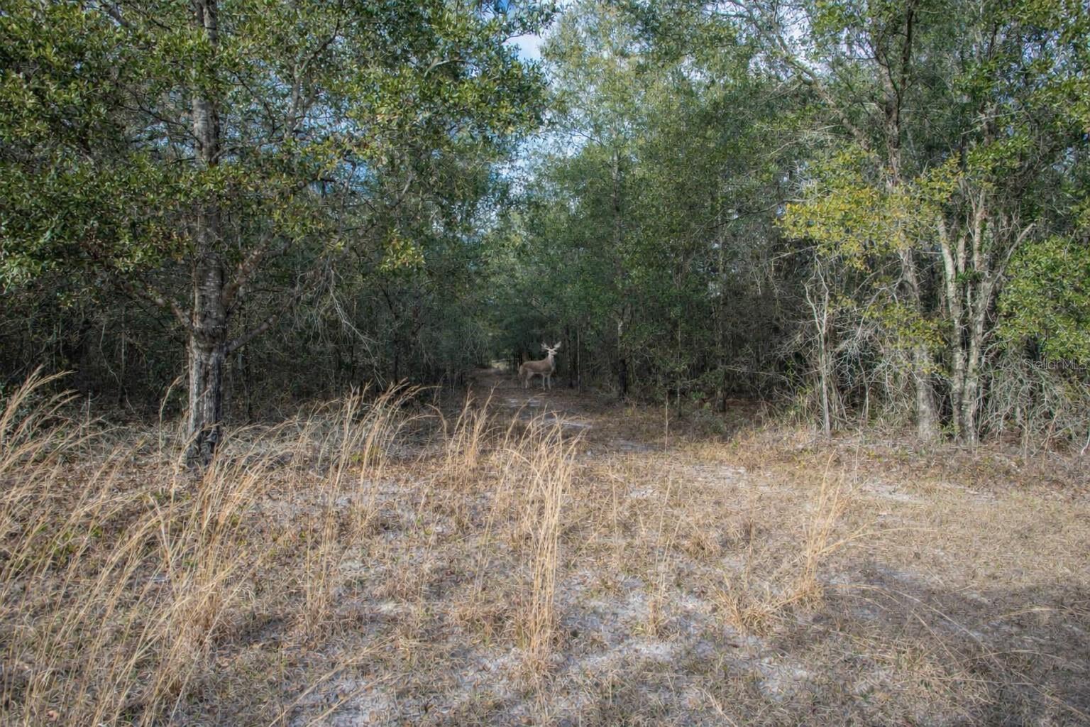 OLD WIRE FOREST SUB - Land