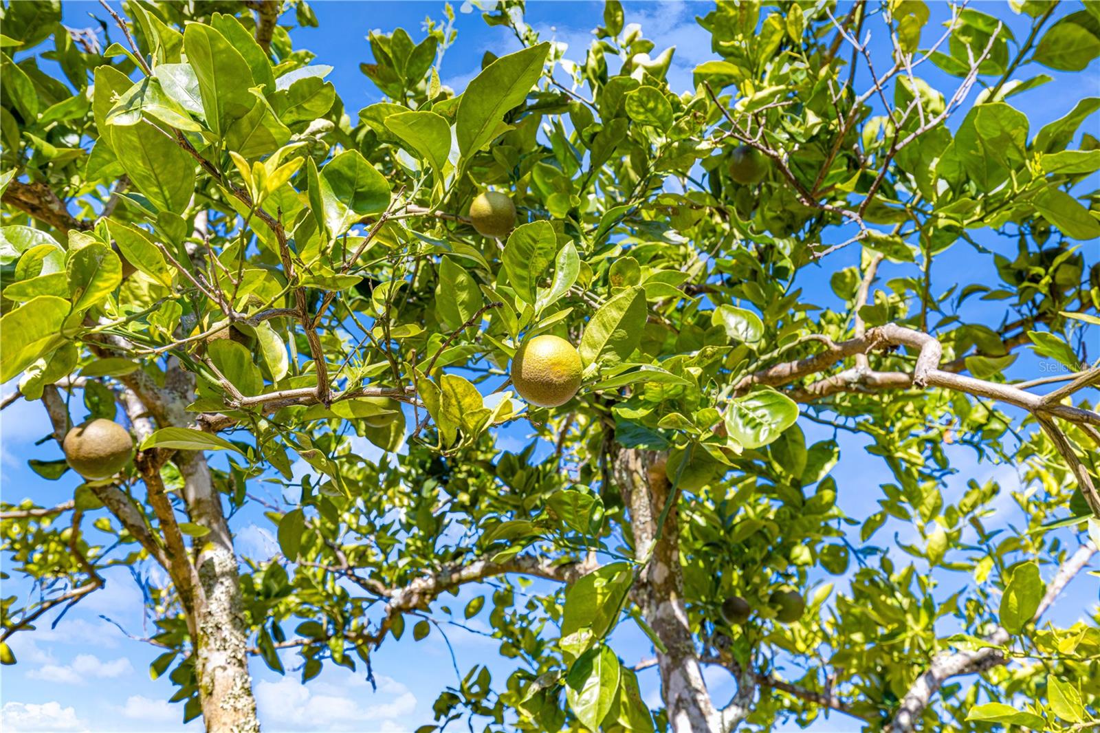 PALM CAY - Residential