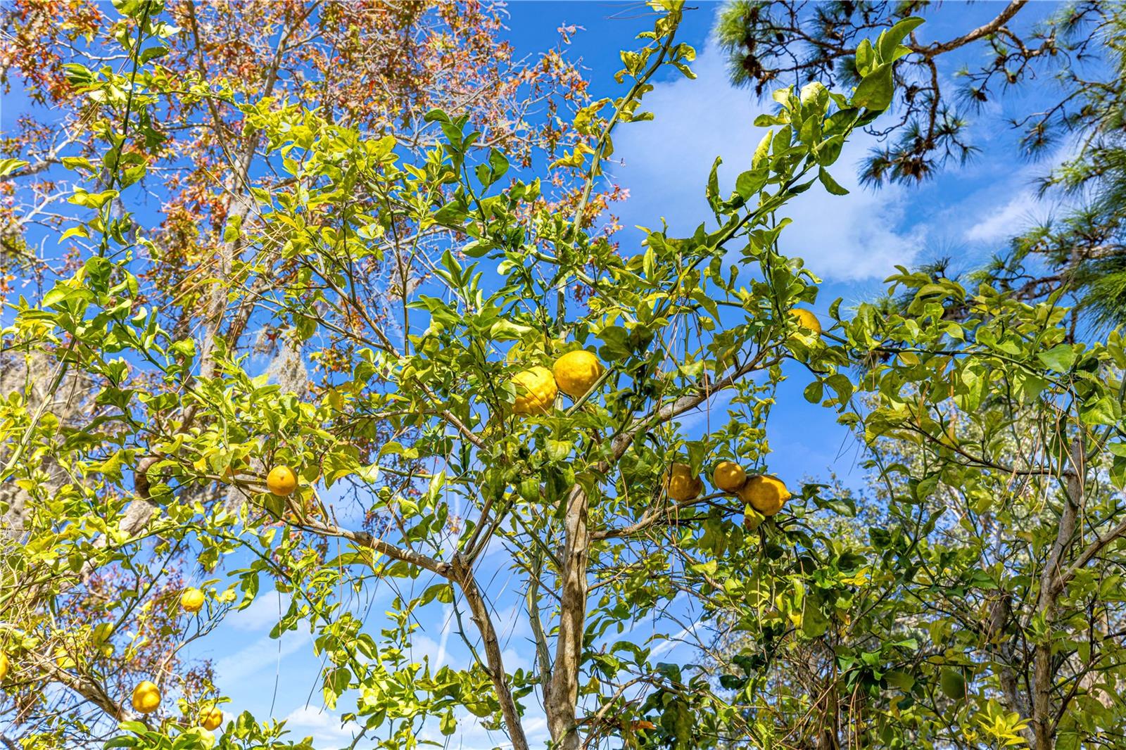 PALM CAY - Residential