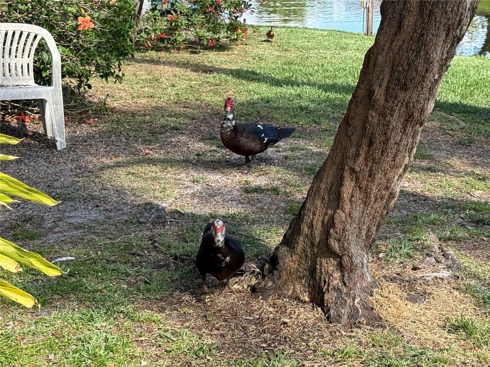 VILLAGE LAKE CONDO - Residential