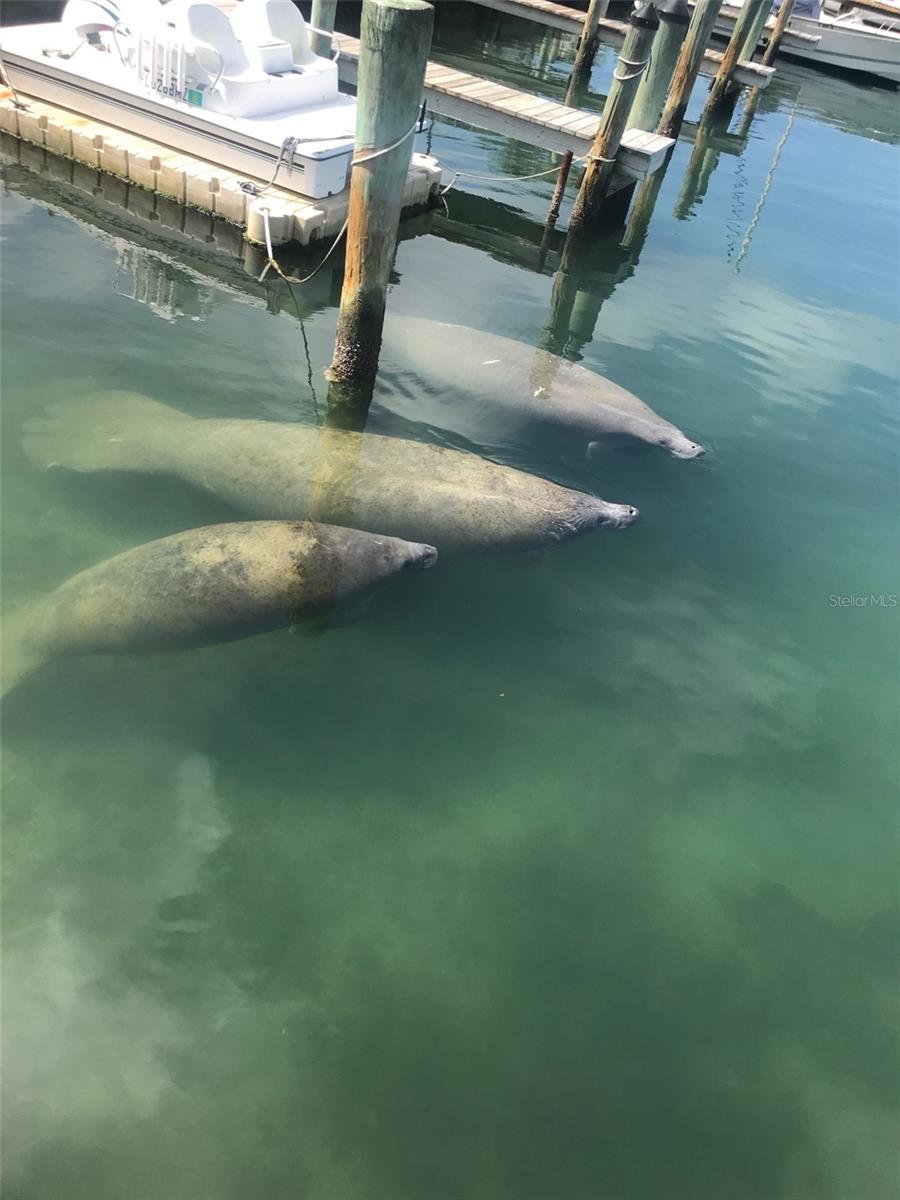 SARASOTA HARBOR - Residential