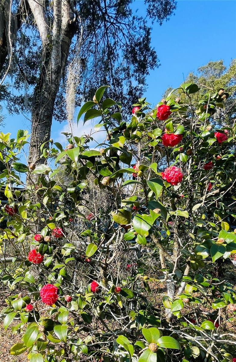 DELAND E 01/2 BLK 117 - Residential