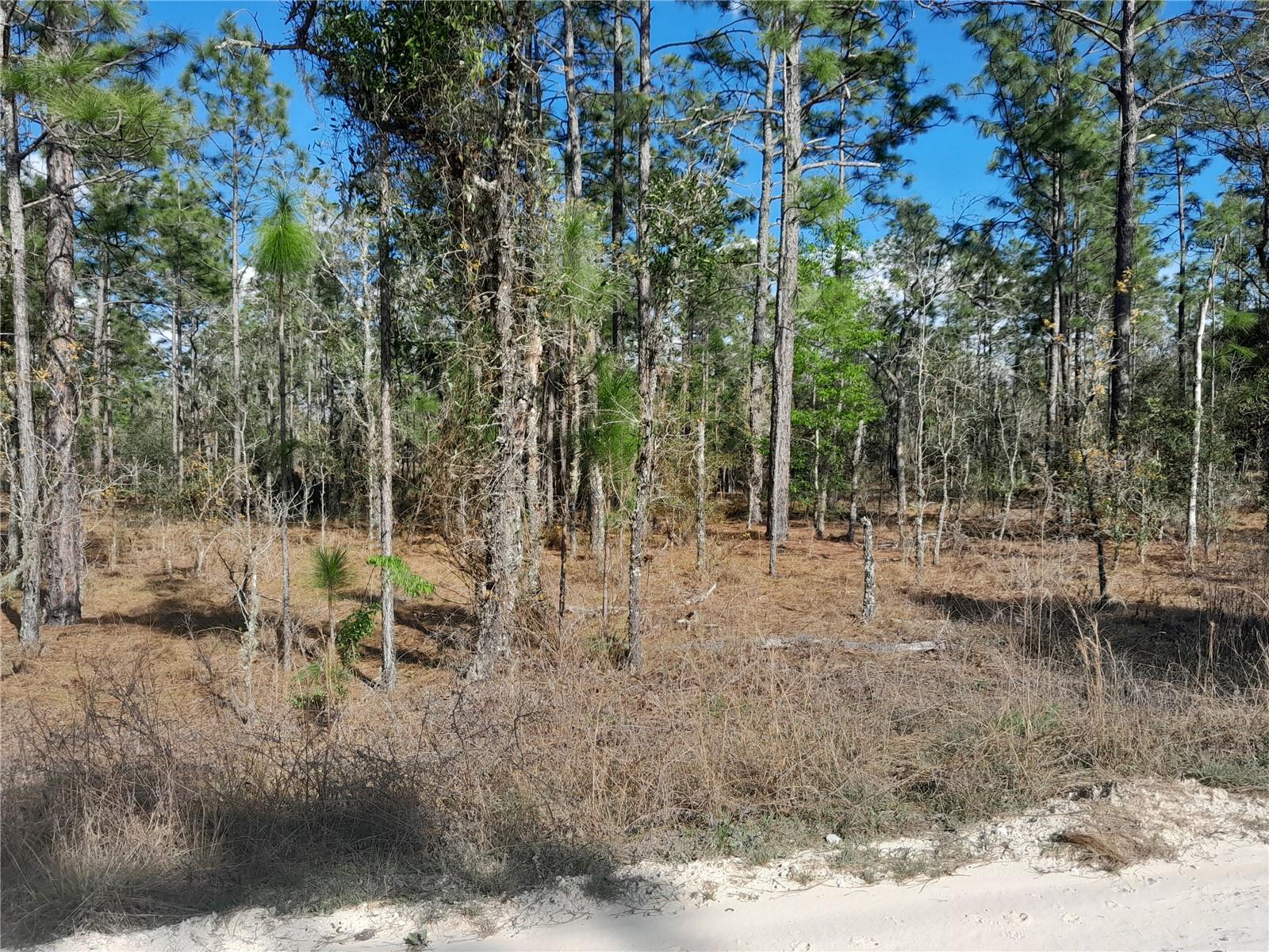 .23 ACRES OF PEACE! Looking for a serene spot to build your dream home or place a manufactured home? This lot is perfect for you! Located just 10 minutes from Williston, this property measures about 80' x 127' and offers plenty of space. Explore the beauty of Levy County, known for its outdoor activities such as fishing, hunting, and swimming in nearby springs, and horse back riding and horse events, all within a 30-minute drive. Situated conveniently between Ocala and Gainesville, this lot is priced to sell. Don’t wait too long—this piece of country paradise won't last! No flood zone and no HOA. High and dry and recently surveyed!!