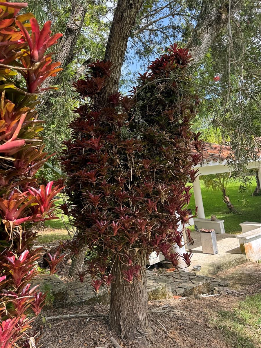 ESTANCIAS DE BEATRIZ DEV. BEATRIZ WARD - Residential