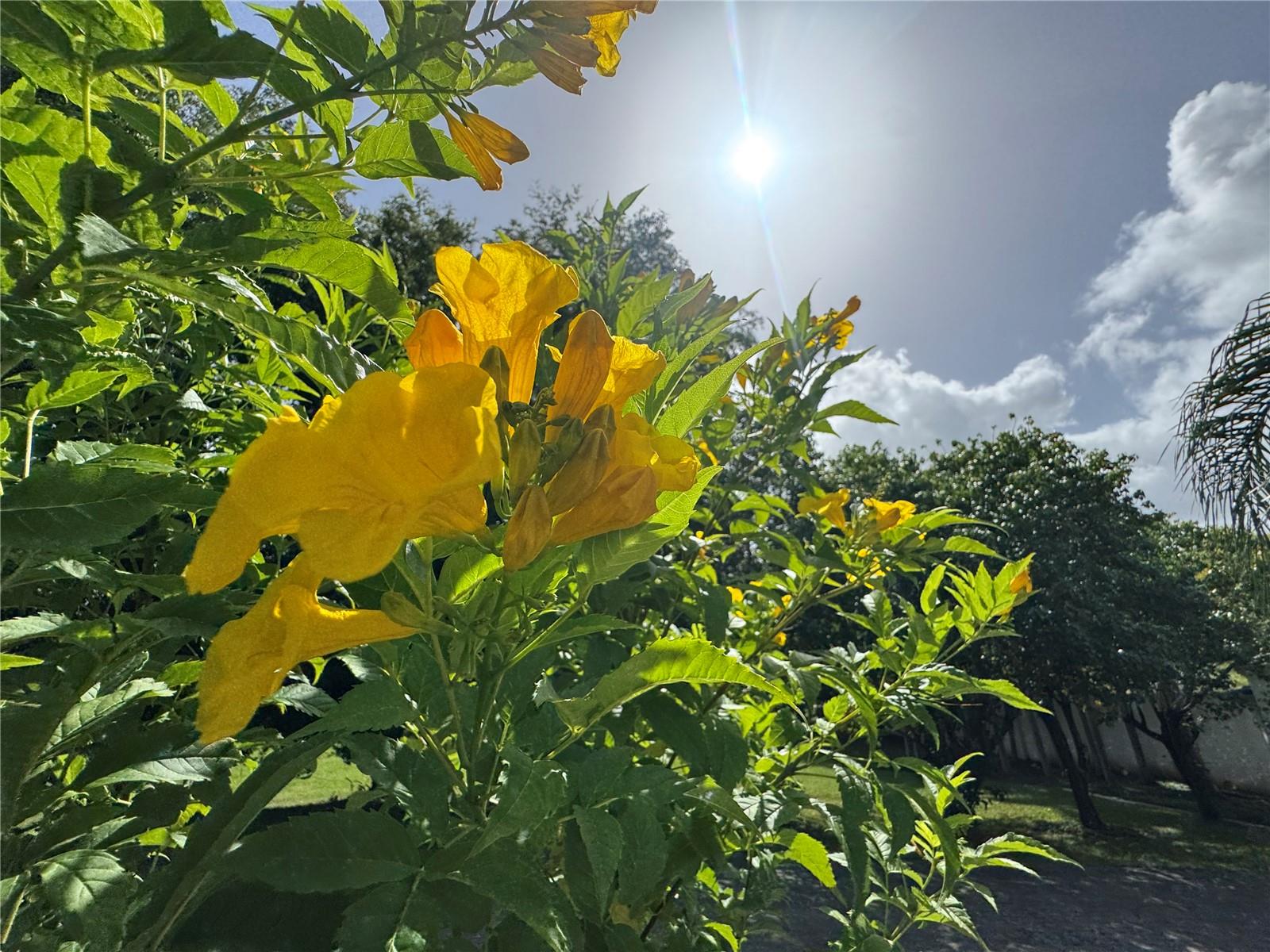 ESTANCIAS DE BEATRIZ DEV. BEATRIZ WARD - Residential