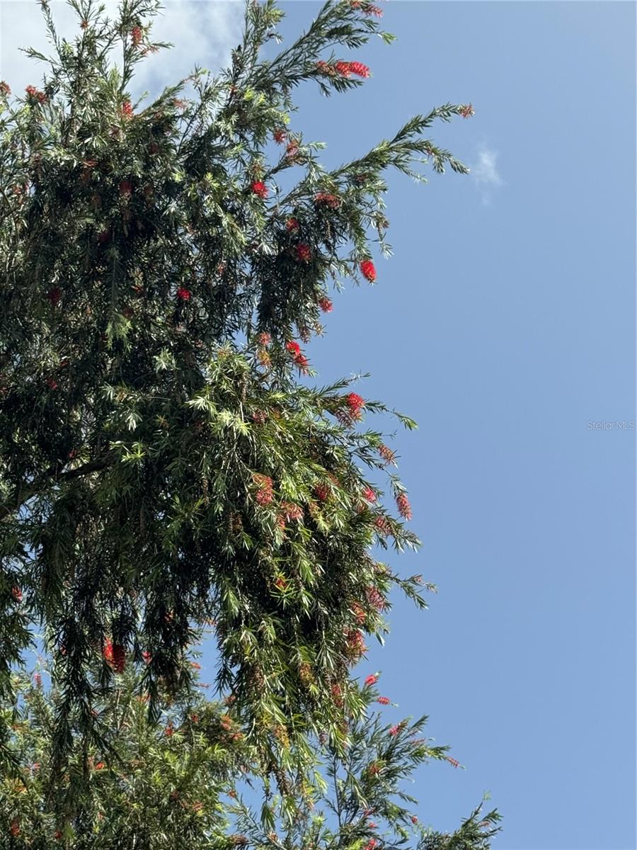 ESTANCIAS DE BEATRIZ DEV. BEATRIZ WARD - Residential