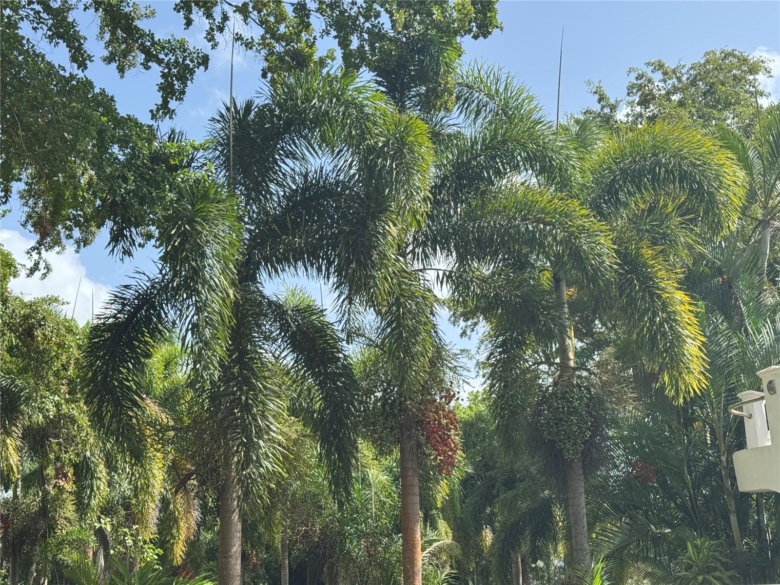 ESTANCIAS DE BEATRIZ DEV. BEATRIZ WARD - Residential