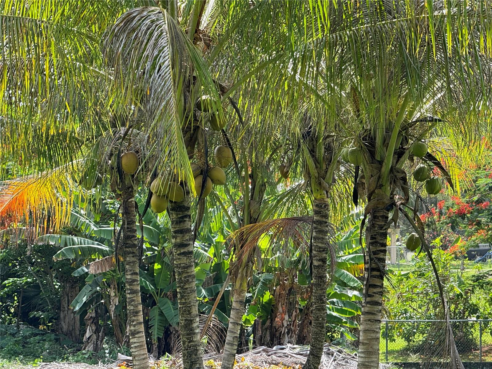 ESTANCIAS DE BEATRIZ DEV. BEATRIZ WARD - Residential