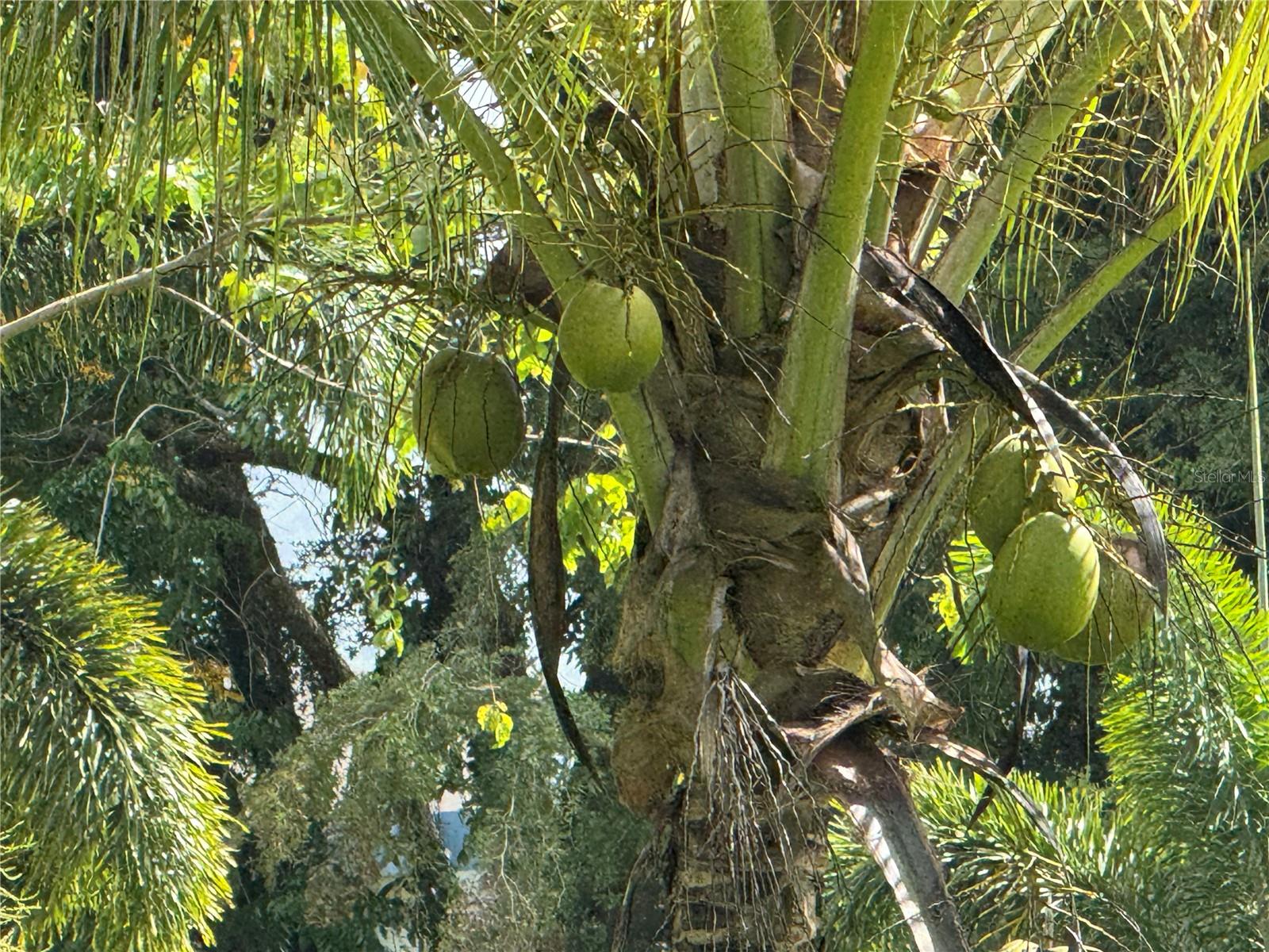 ESTANCIAS DE BEATRIZ DEV. BEATRIZ WARD - Residential