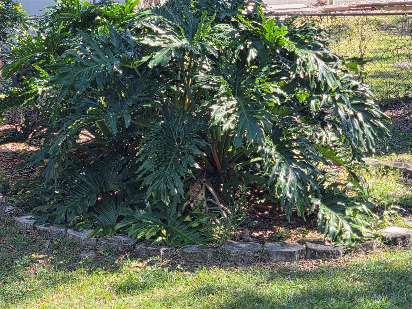 FLA FRUITLAND PARK TROP HOMESITES - Residential