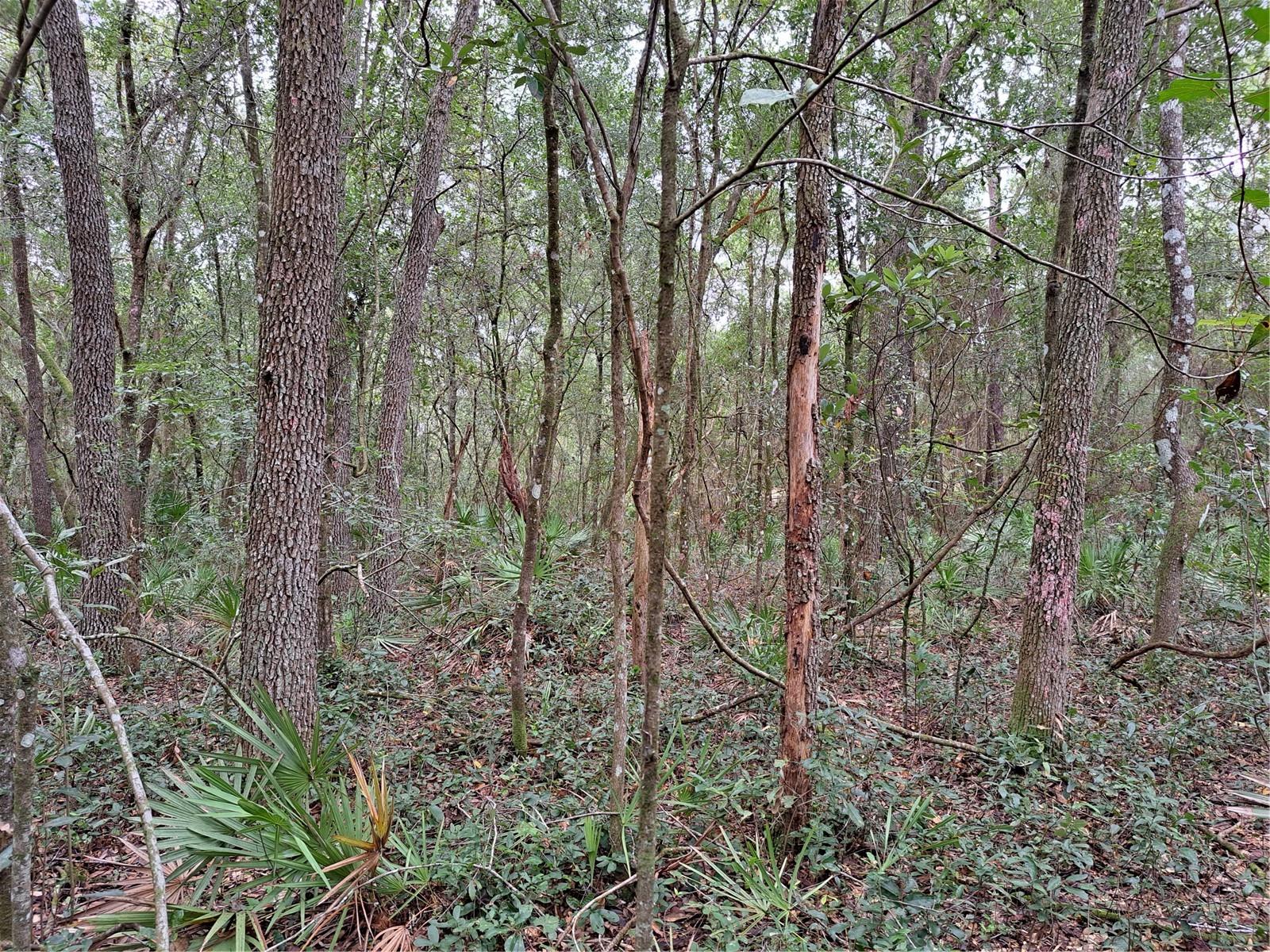 RIDGE MANOR ESTATE - Land