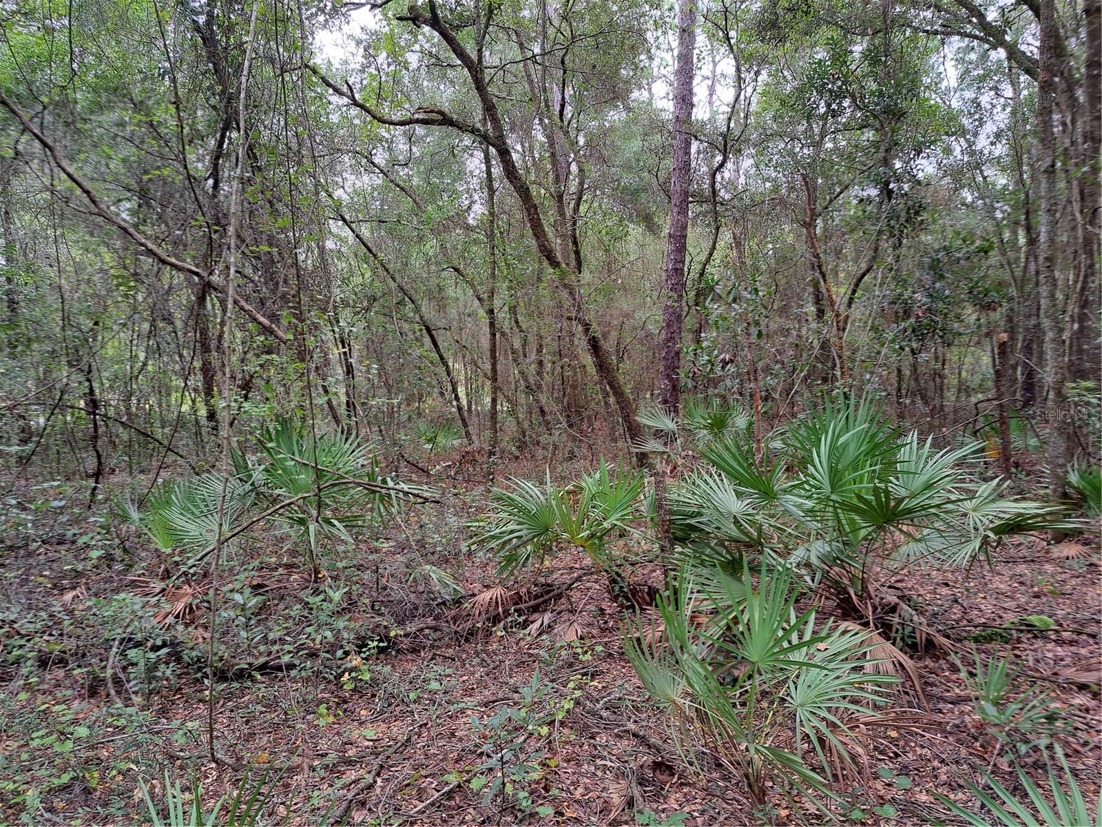 RIDGE MANOR ESTATE - Land