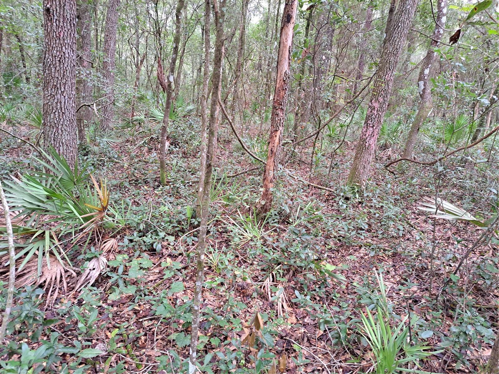 RIDGE MANOR ESTATE - Land