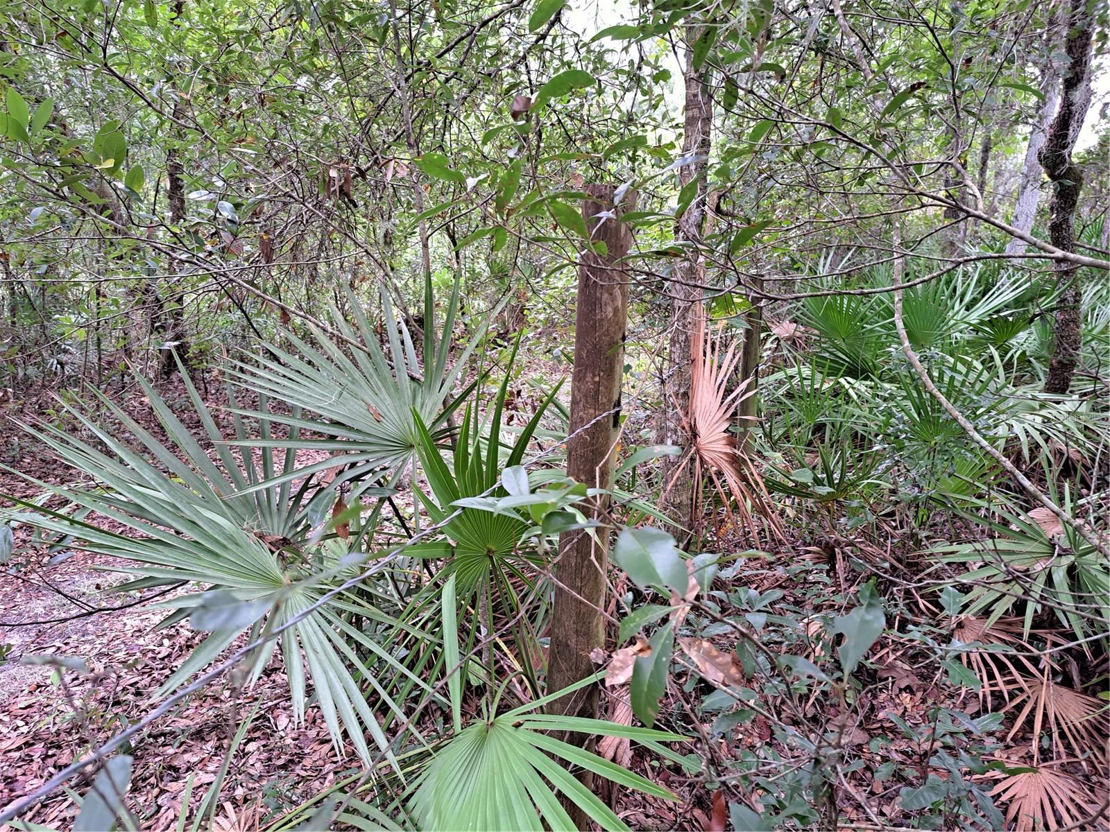 RIDGE MANOR ESTATE - Land