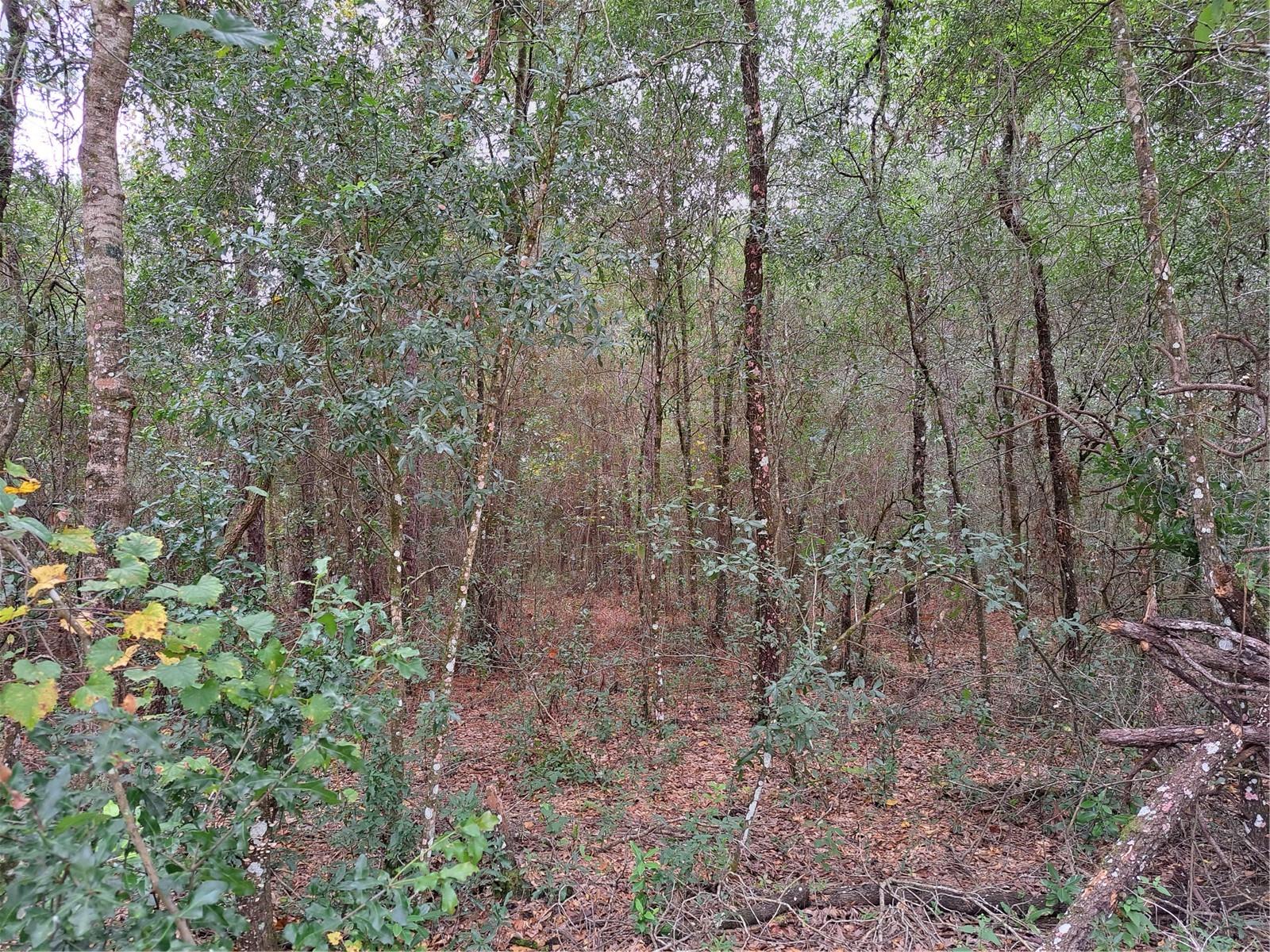 RIDGE MANOR ESTATE - Land