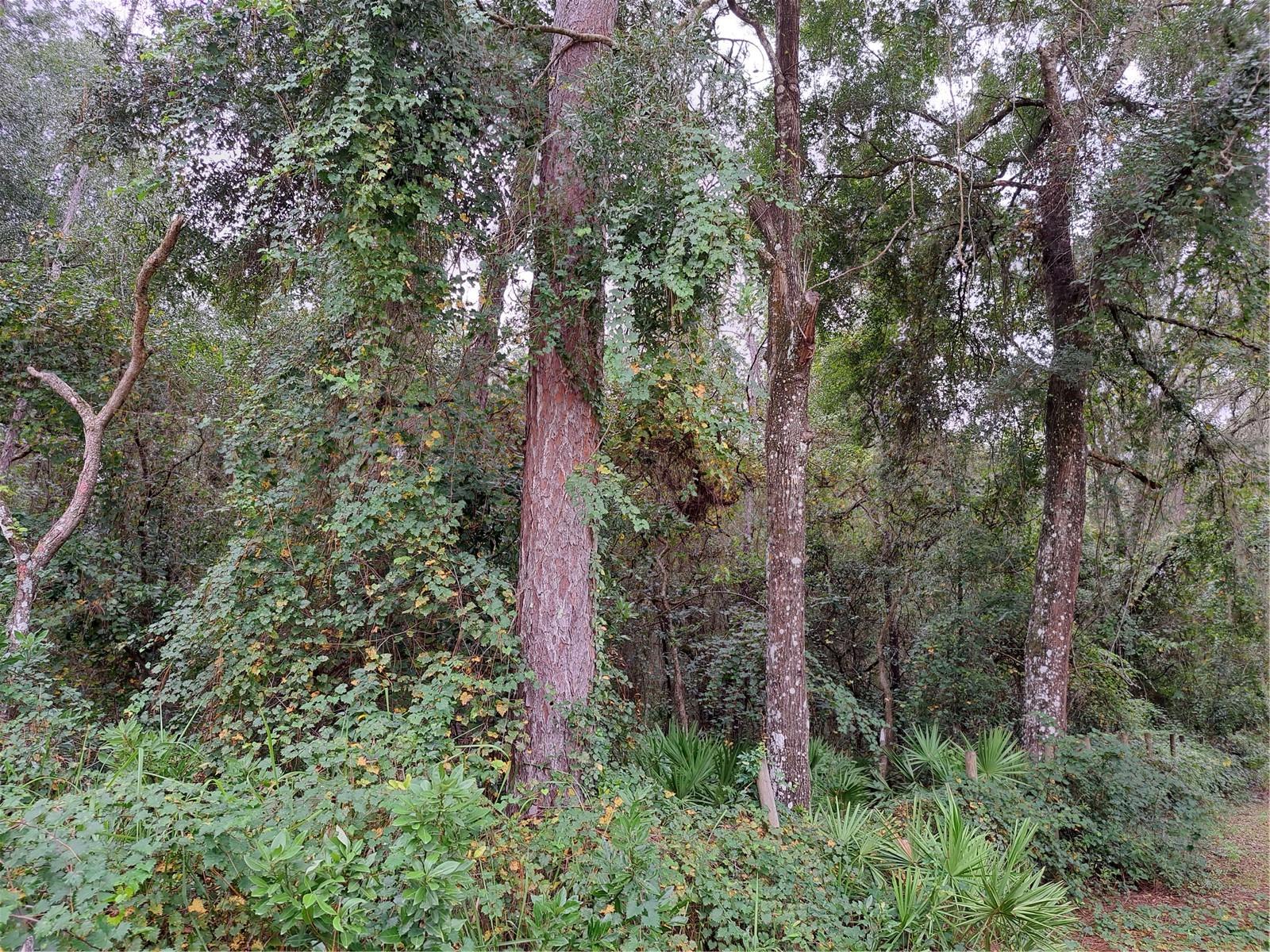 RIDGE MANOR ESTATE - Land