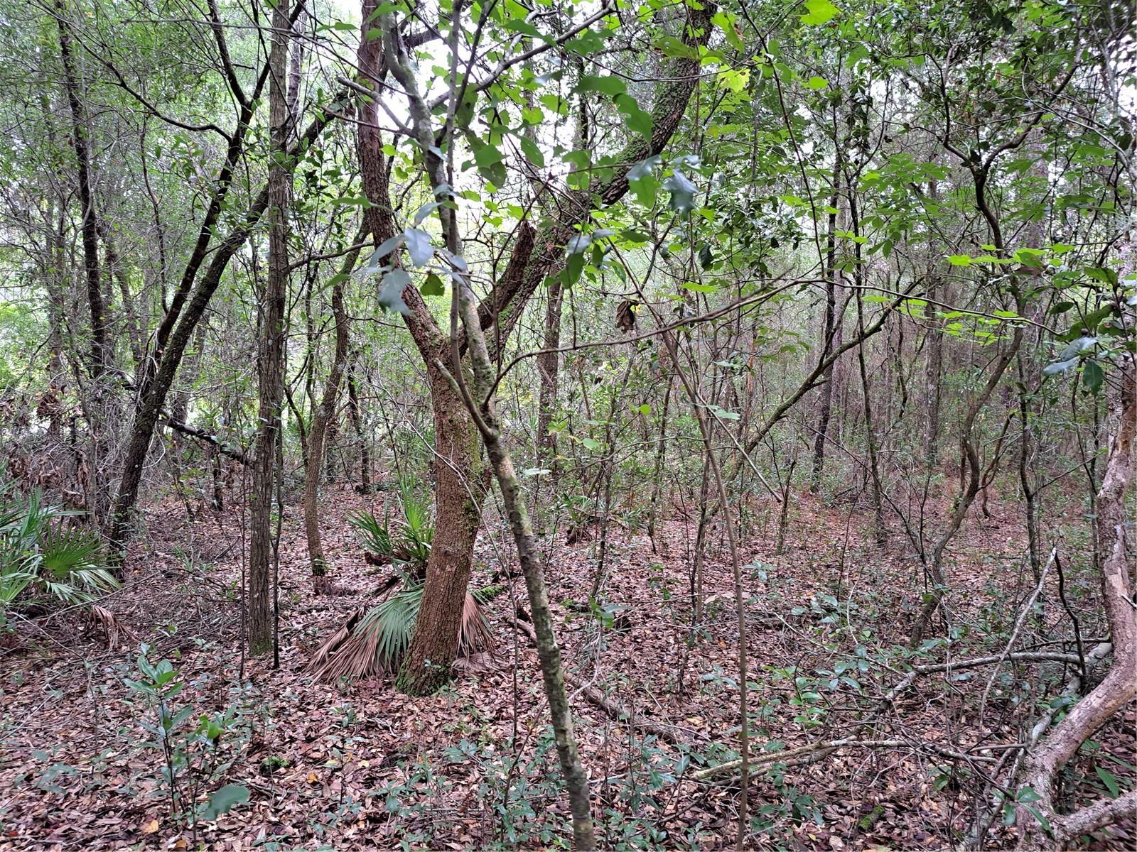 RIDGE MANOR ESTATE - Land