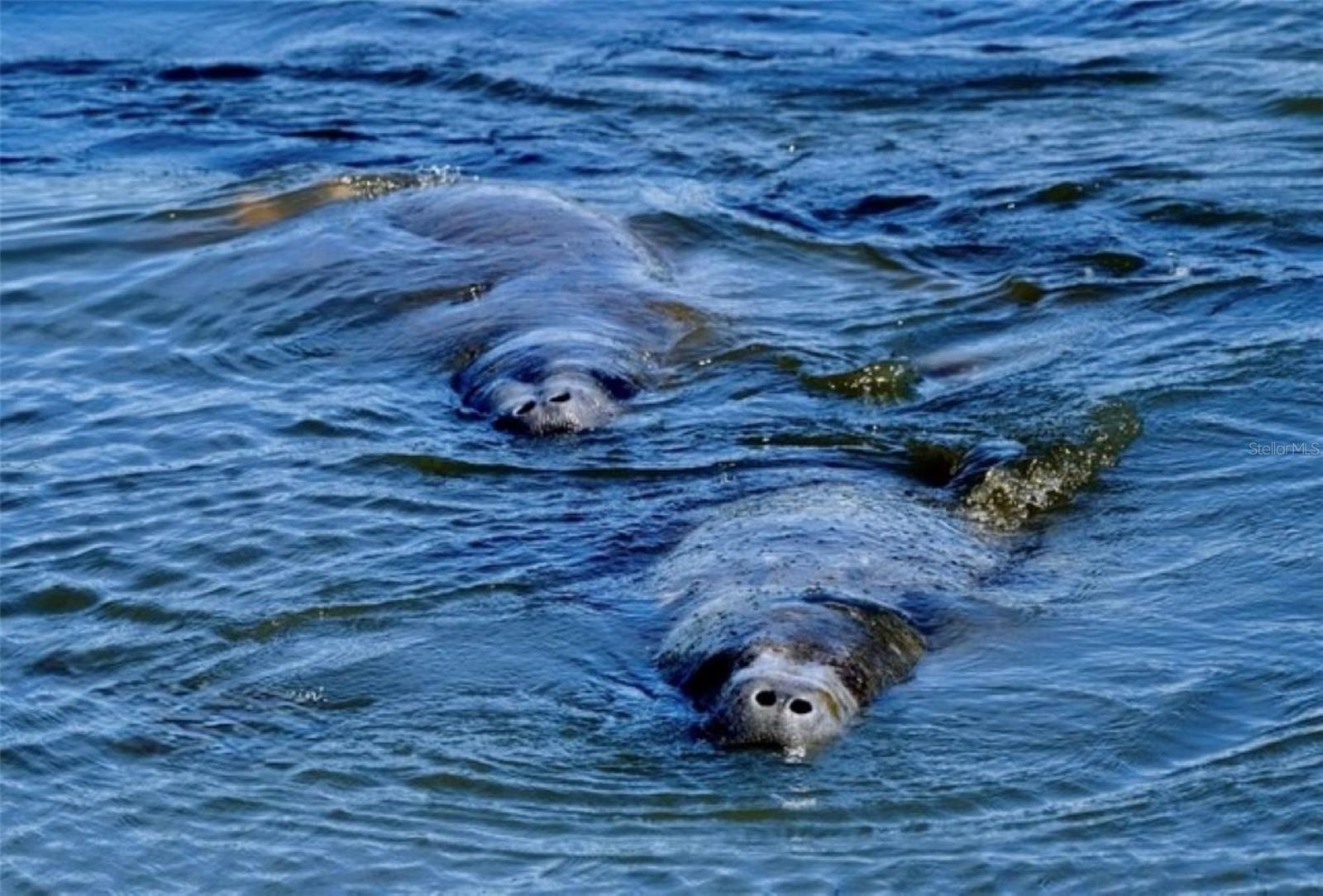 MOUNT VERNON PH 1 - Residential