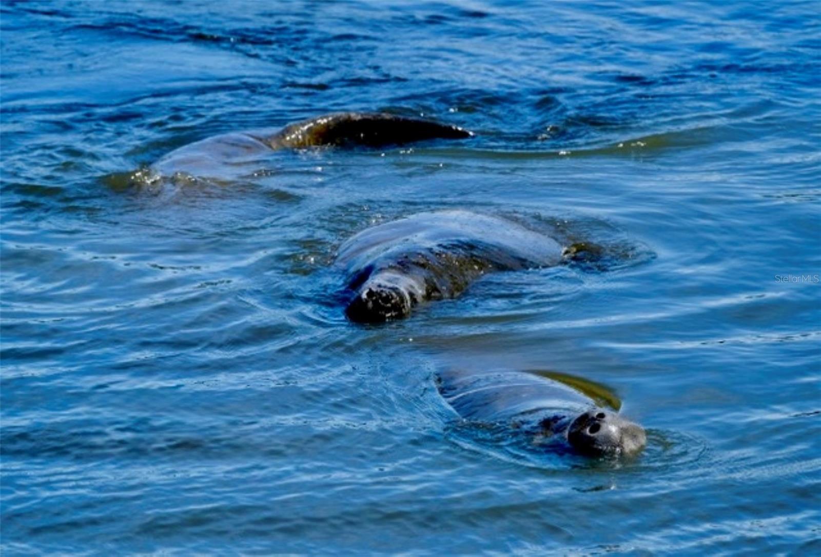 MOUNT VERNON PH 1 - Residential