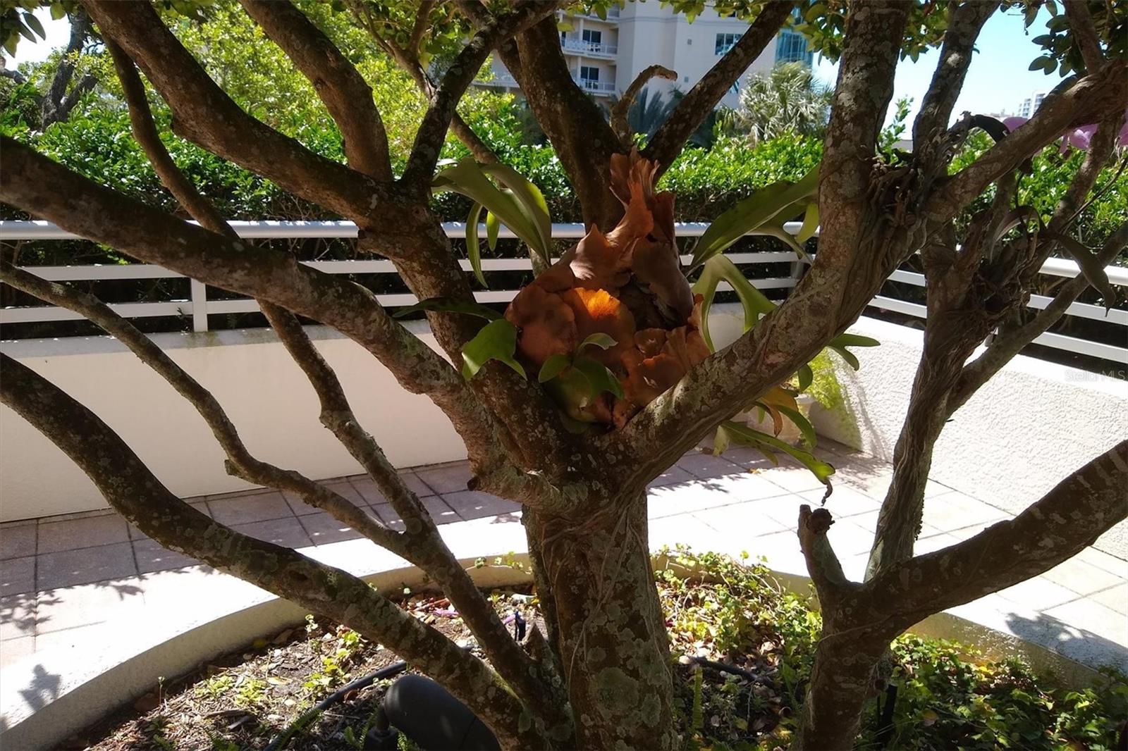 THE SAVOY ON PALM - Residential