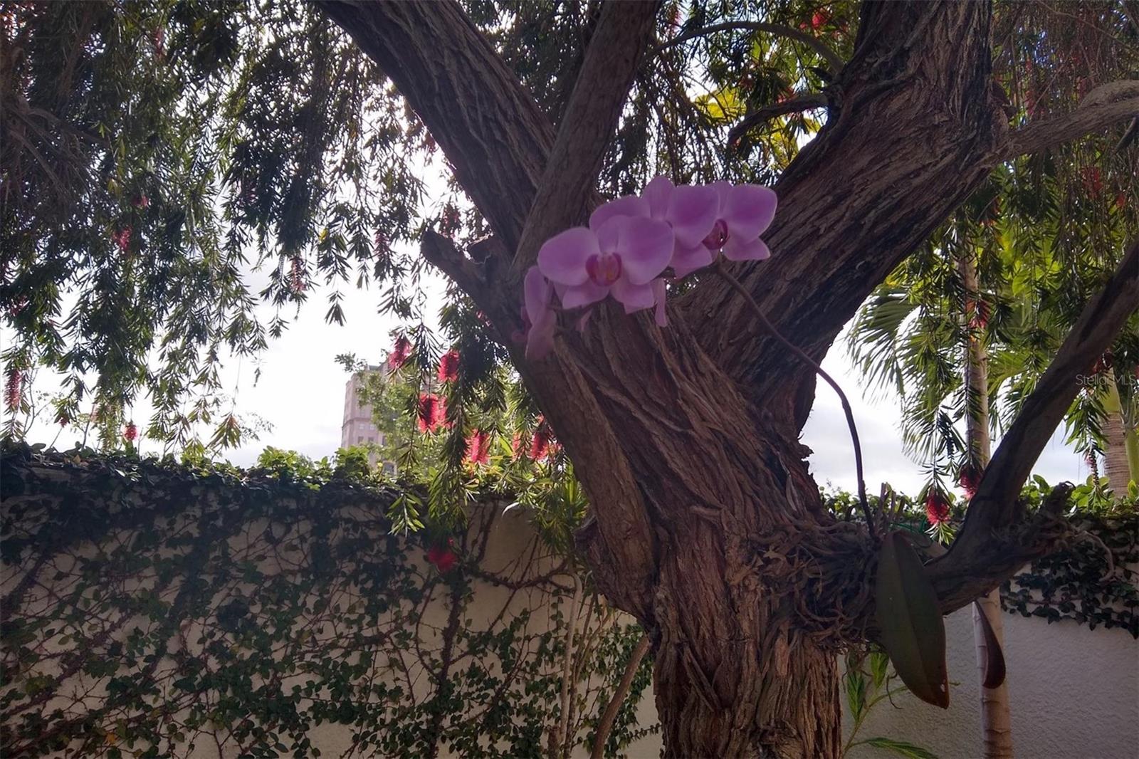 THE SAVOY ON PALM - Residential