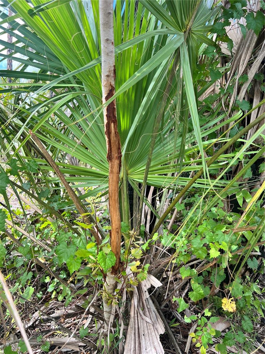 ACREAGE HEADER - Land