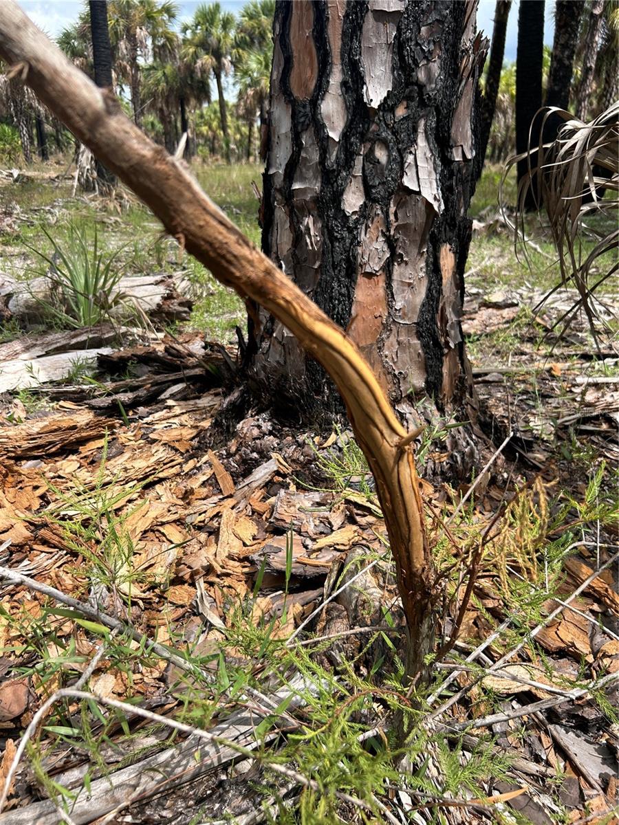 ACREAGE HEADER - Land