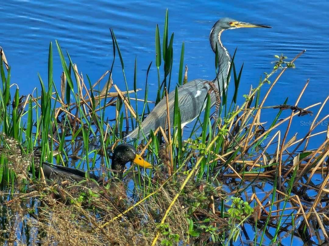 LAKESIDE - Residential