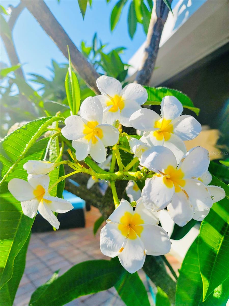 KENSINGTON PARK - Residential