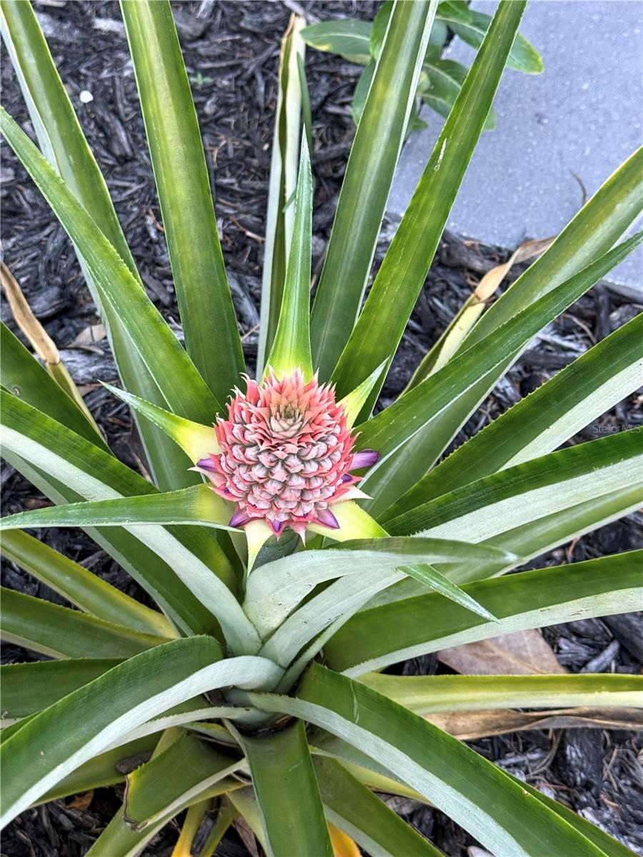 LINDFIELDS UNIT 3 - Residential