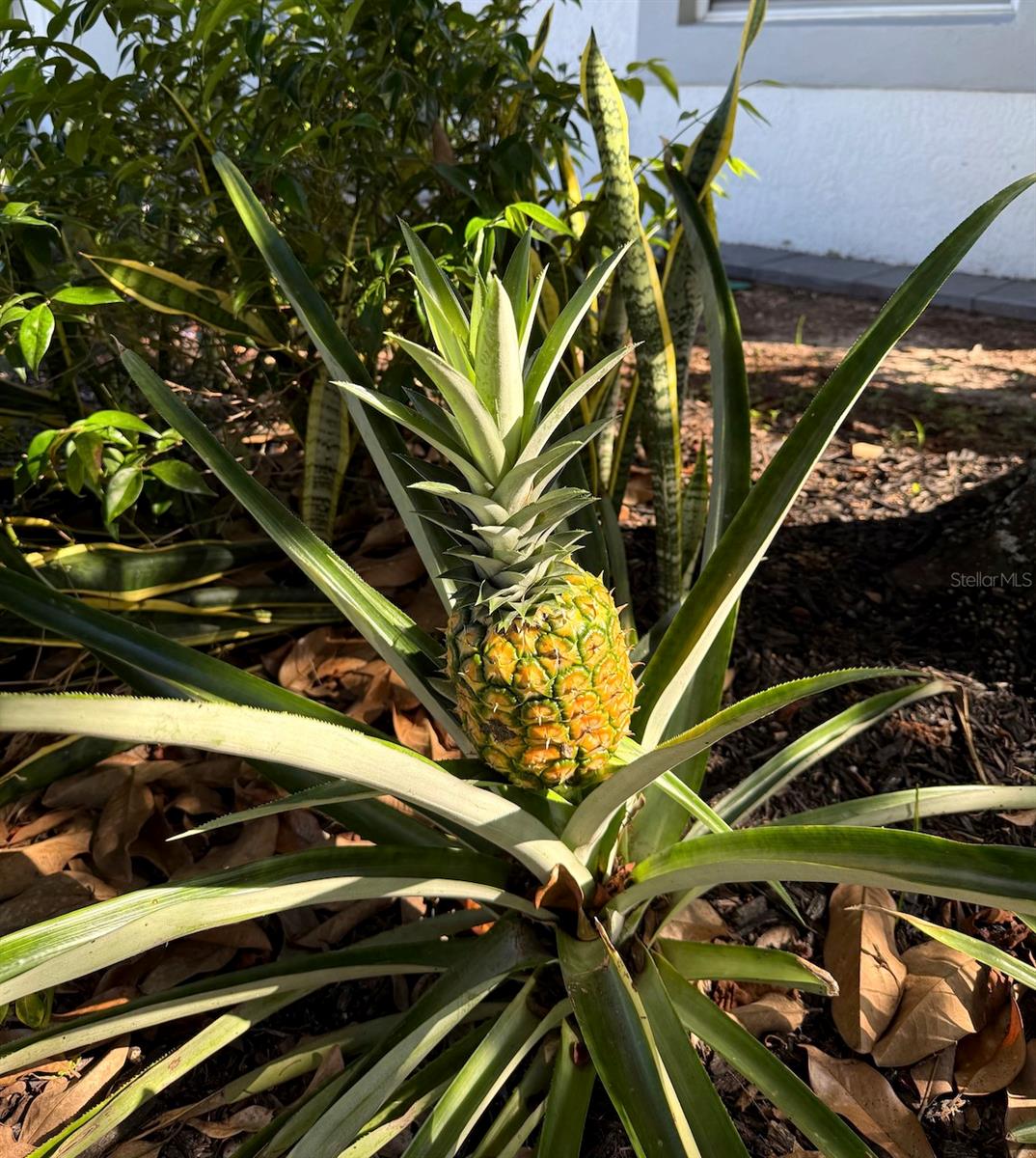 LINDFIELDS UNIT 3 - Residential