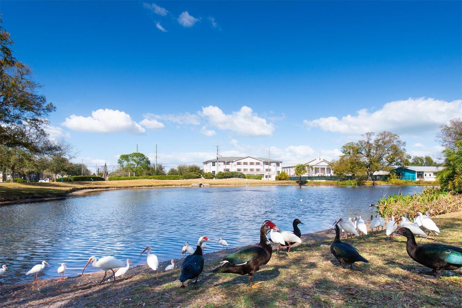 CALAIS VILLAGE CONDO - Residential