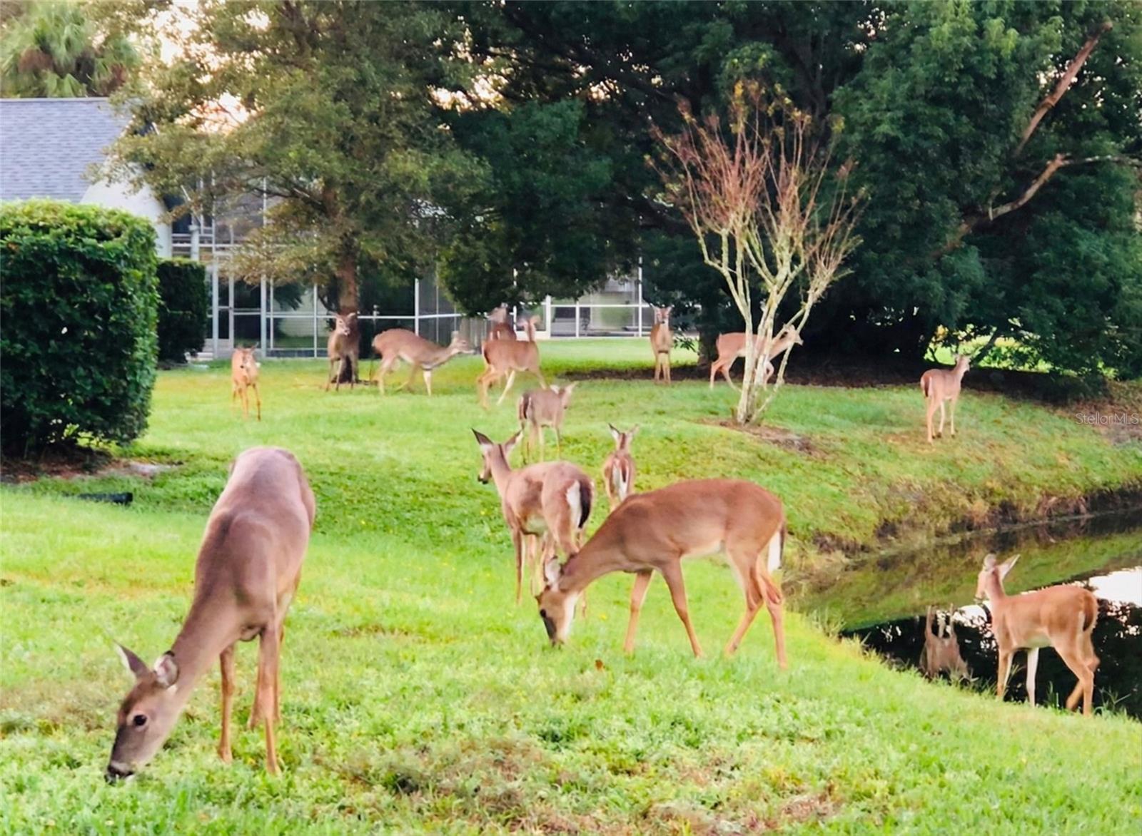 SWEETWATER OAKS SEC 17 - Residential