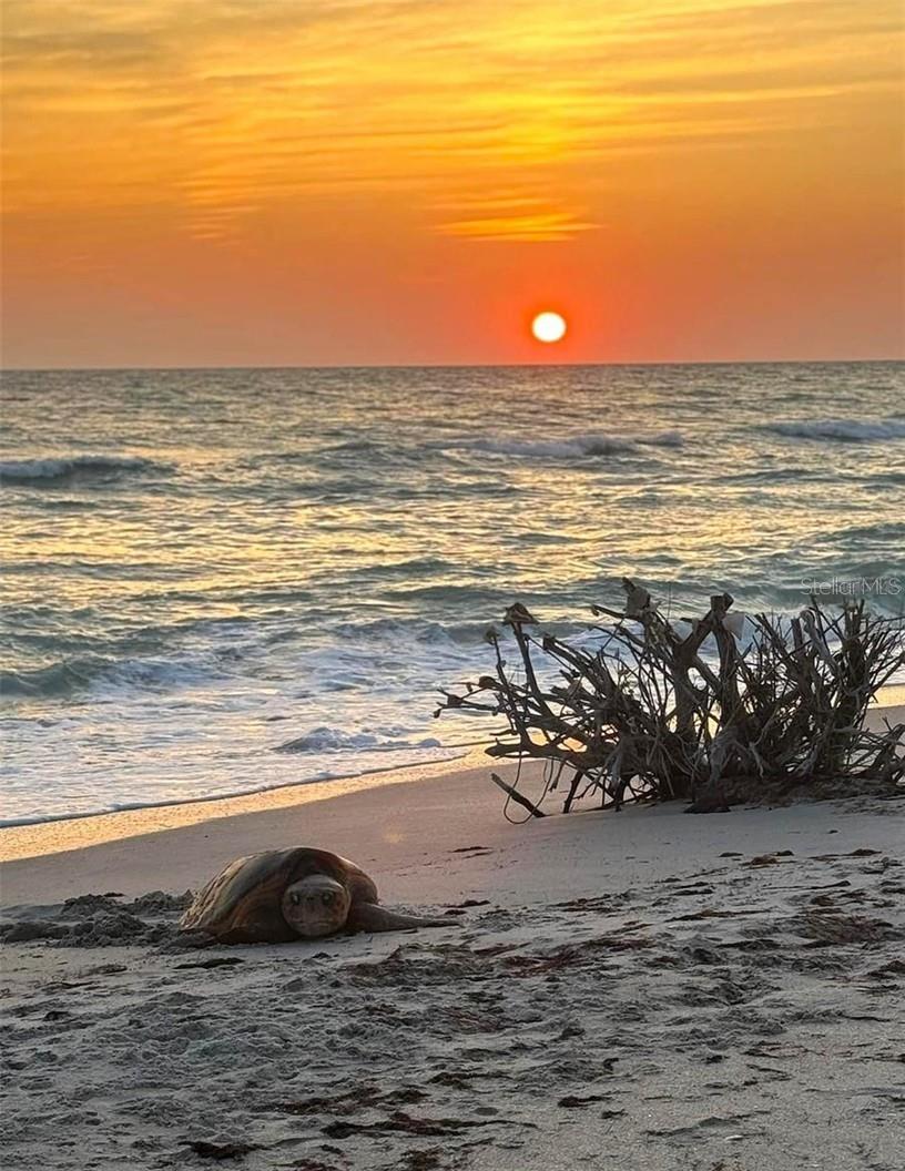 LEMON BAY PARK 1ST ADD - Residential