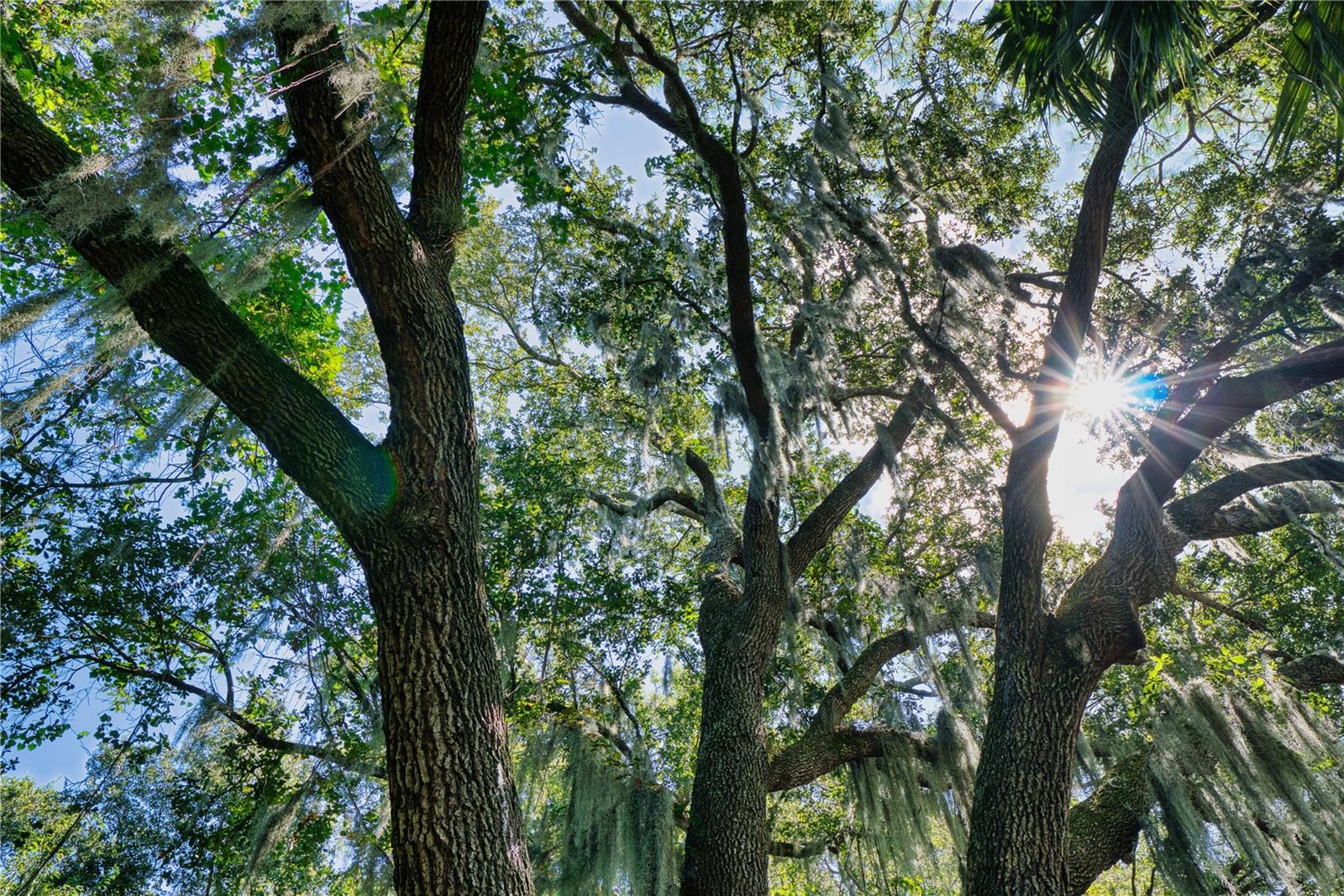 WOODHAVEN AT PALM COAST - Residential