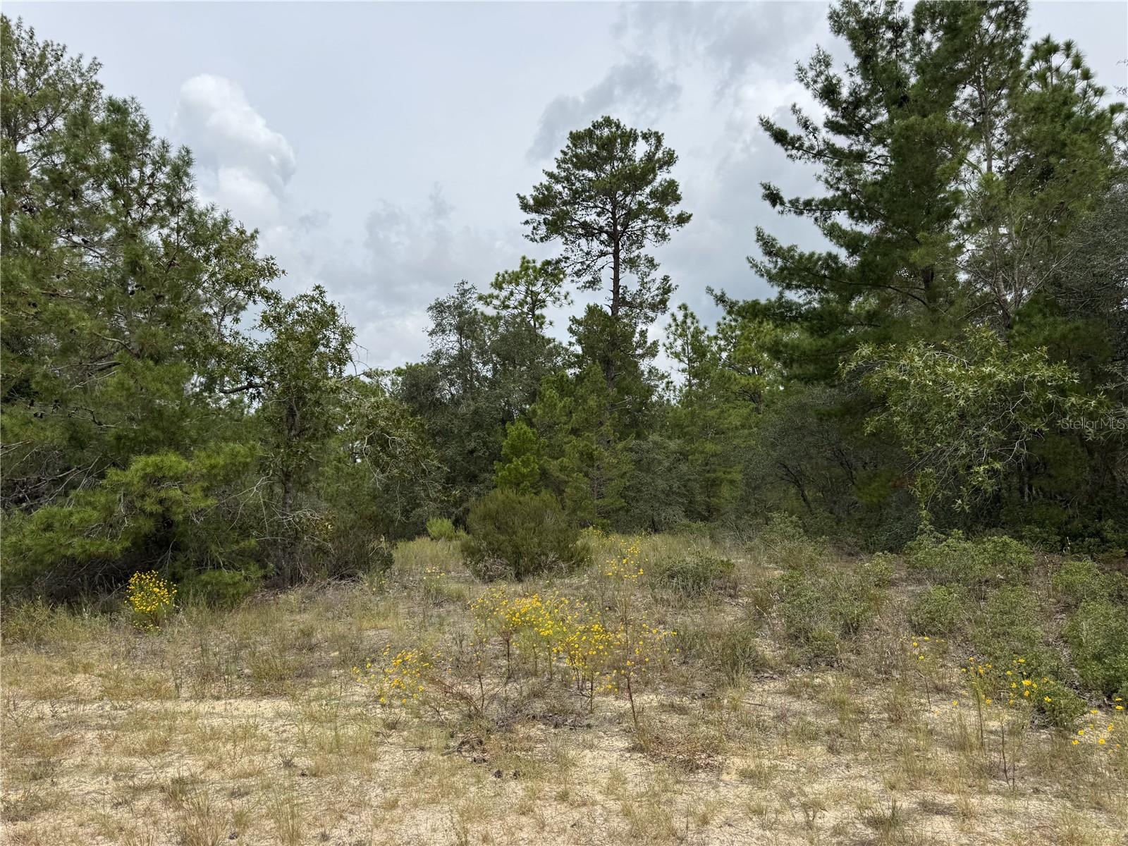 Don't miss this incredible opportunity to own a beautiful vacant lot in the heart of Citrus Springs, one of Florida's most desirable and fast-growing communities. This spacious homesite offers a peaceful setting surrounded by natural beauty, yet is conveniently located near schools, shopping, dining, golf courses, and the stunning Nature Coast. With no HOA and plenty of room to build, you can design the custom home you've always dreamed of whether it's a cozy retreat or a modern family residence. The area features well-maintained paved roads making it easy to start your building plans.
