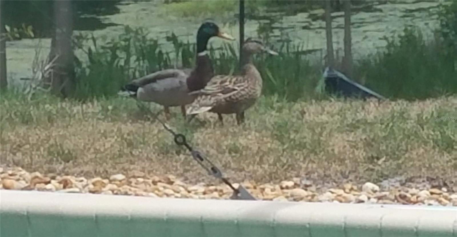 VILLAGES AT KINGSBRIDGE WEST TR C-1 - Residential