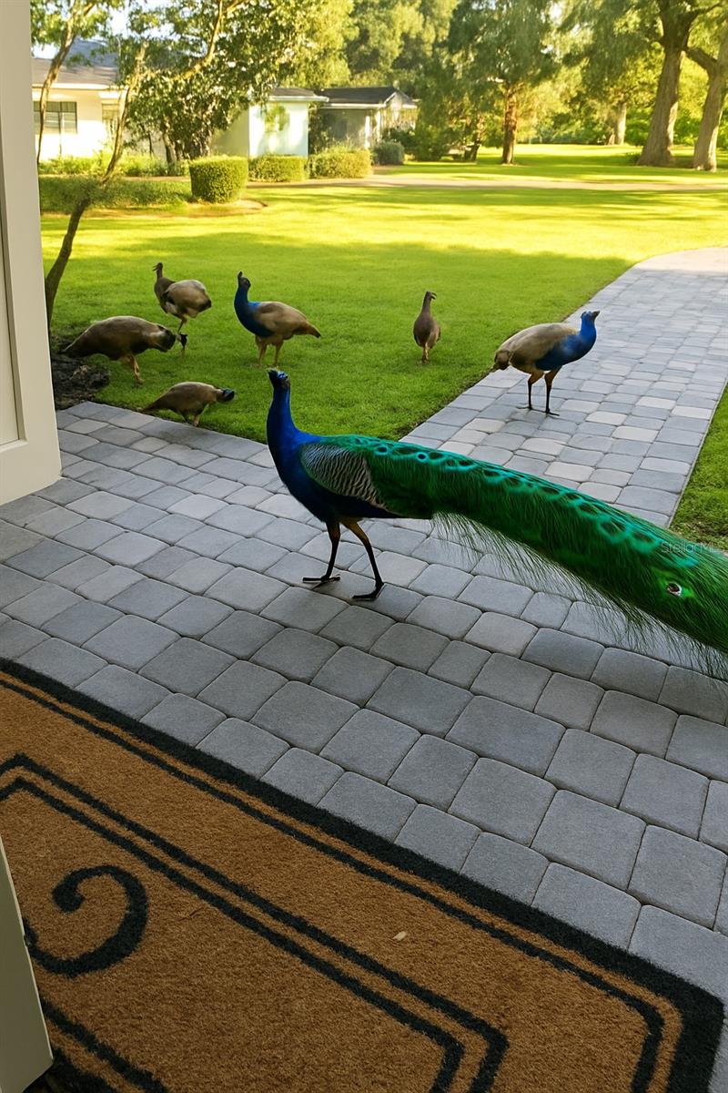 TIMBERLANE SHORES - Residential