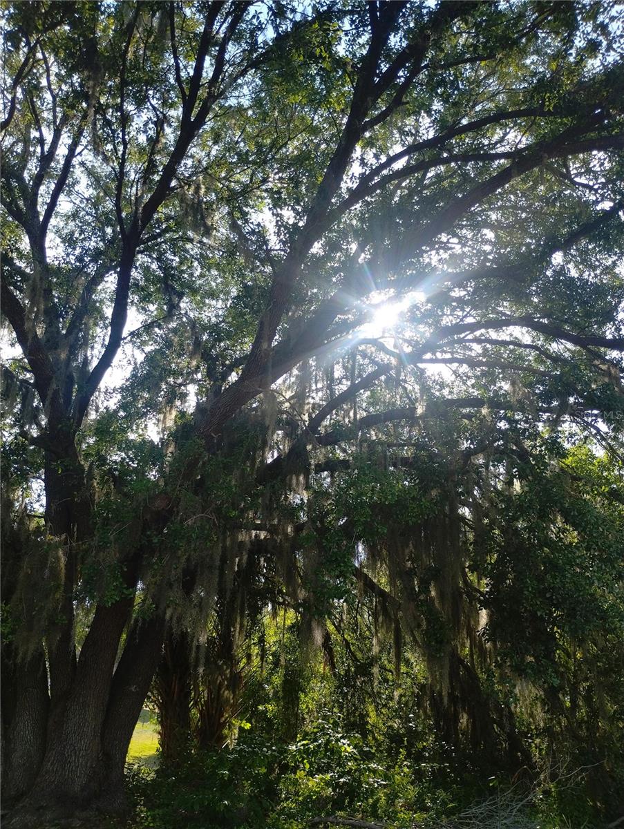 FOR SALE - 1/2 acre of Residential Land - This piece of land is pure loveliness and is ready for your next home. It is located in the County limits of Polk County and near Warner University and Webber International University. Lake Wales also features the breathtaking botanical gardens and singing tower of Bok Tower Gardens. The Lake Wales Art Council offers art and entertainment. The Lake Wales History Museum offers a peak into the history of the past. River Ranch Resort offers all kinds of camping and glamping opportunities for the family. Lake Walk-in-the-Water offers fantastic bass fishing, gorgeous views of the lake and picnic areas for the family to use and enjoy.