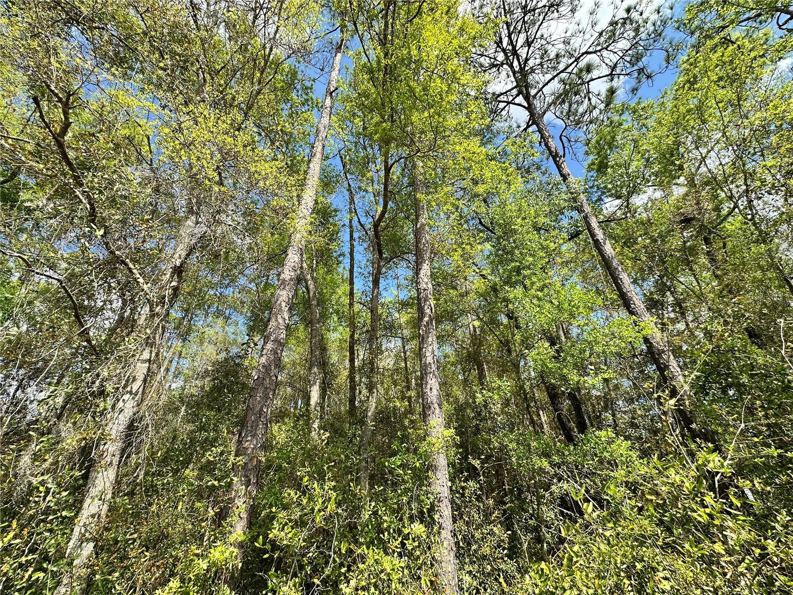 MEADOWS/BEAUTIFUL BRONSON - Land