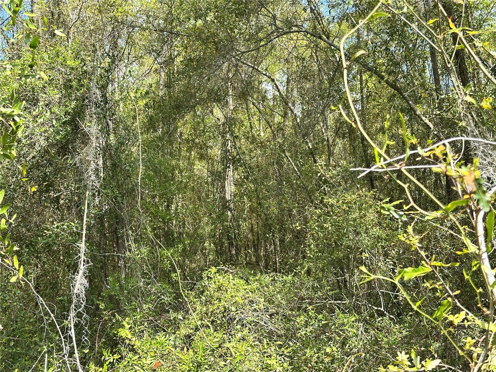 MEADOWS/BEAUTIFUL BRONSON - Land