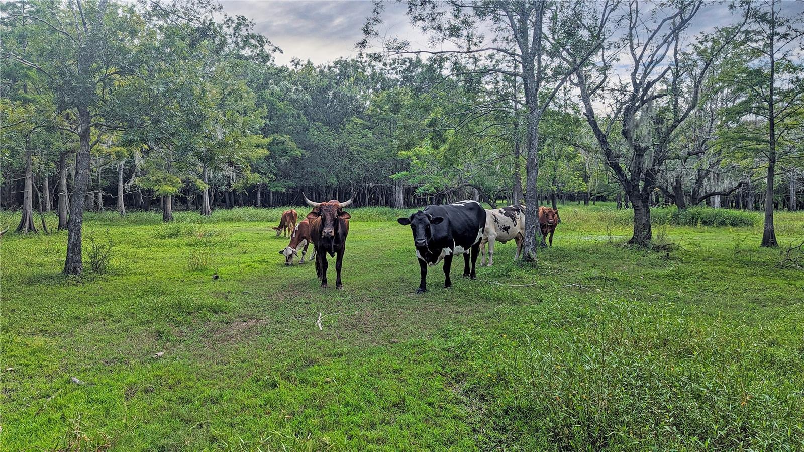 ST. JOHNS RIVER PARK - Residential