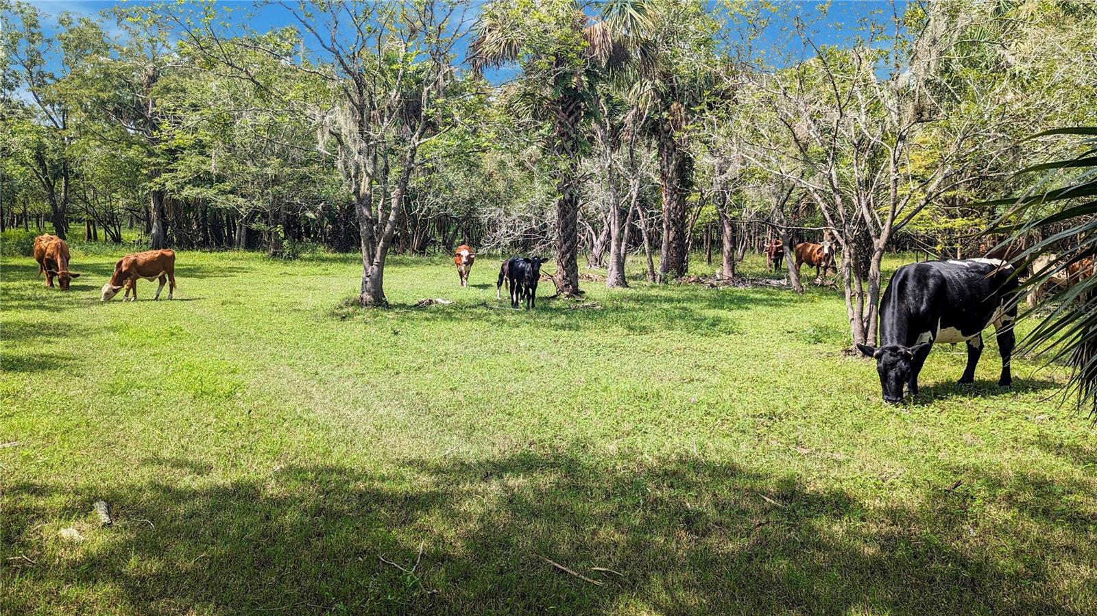 ST. JOHNS RIVER PARK - Residential