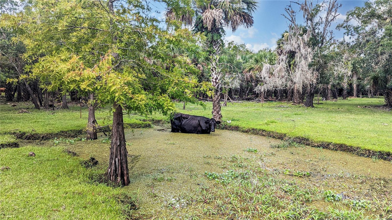 ST. JOHNS RIVER PARK - Residential