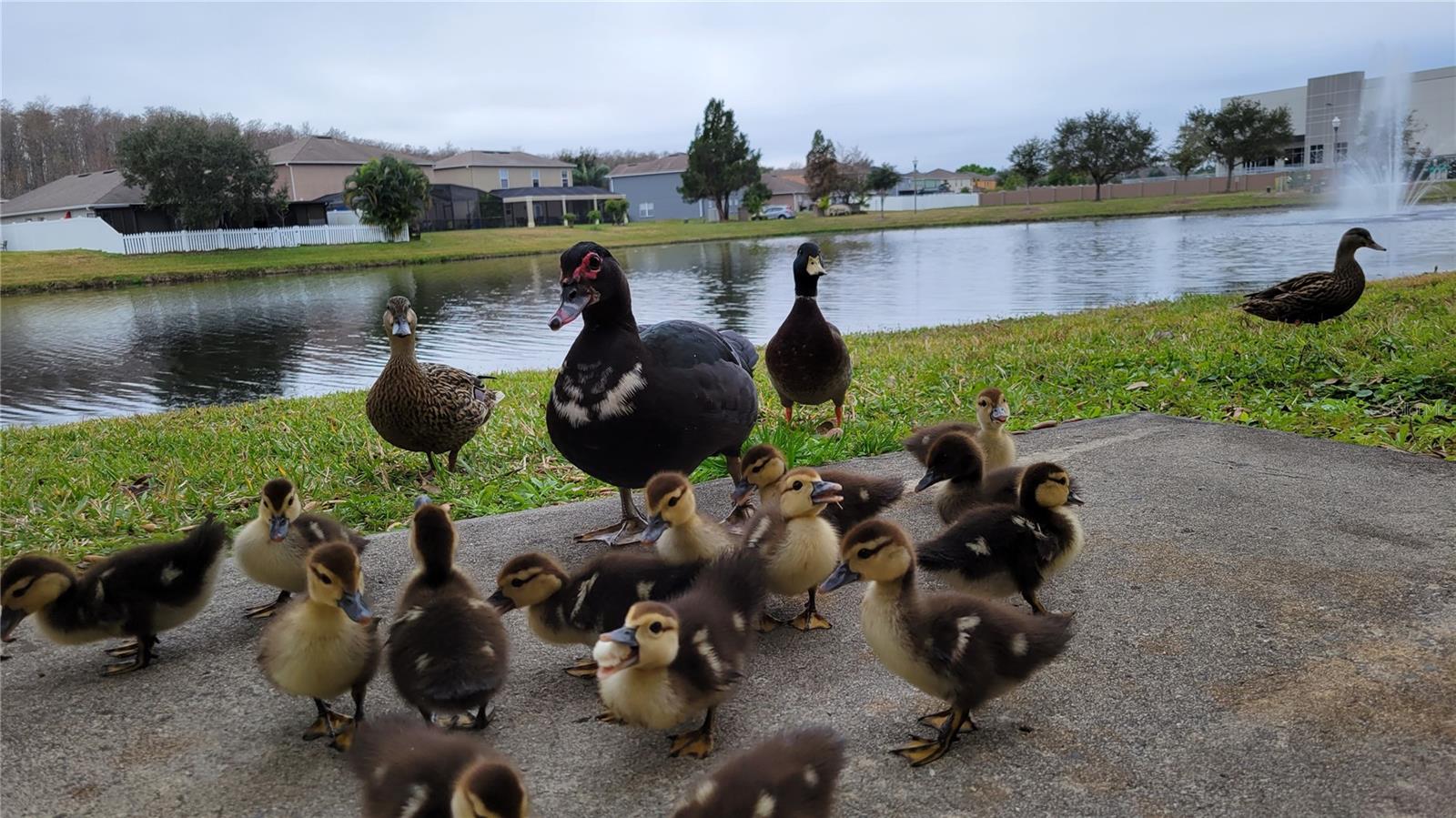 OAKCREST/SOUTHMEADOWPH N - Residential
