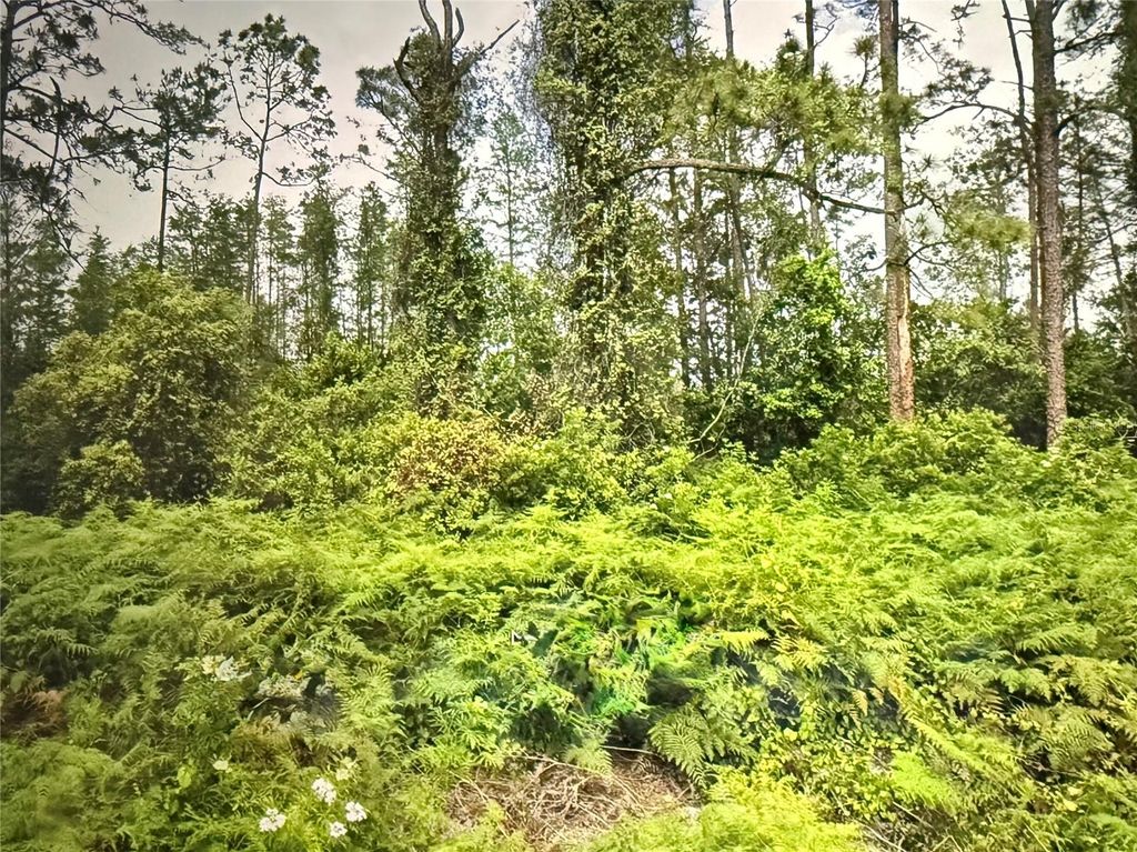 Photo of Fig Leaf Street, Saint Cloud, FL 34769 (MLS # S5134093)