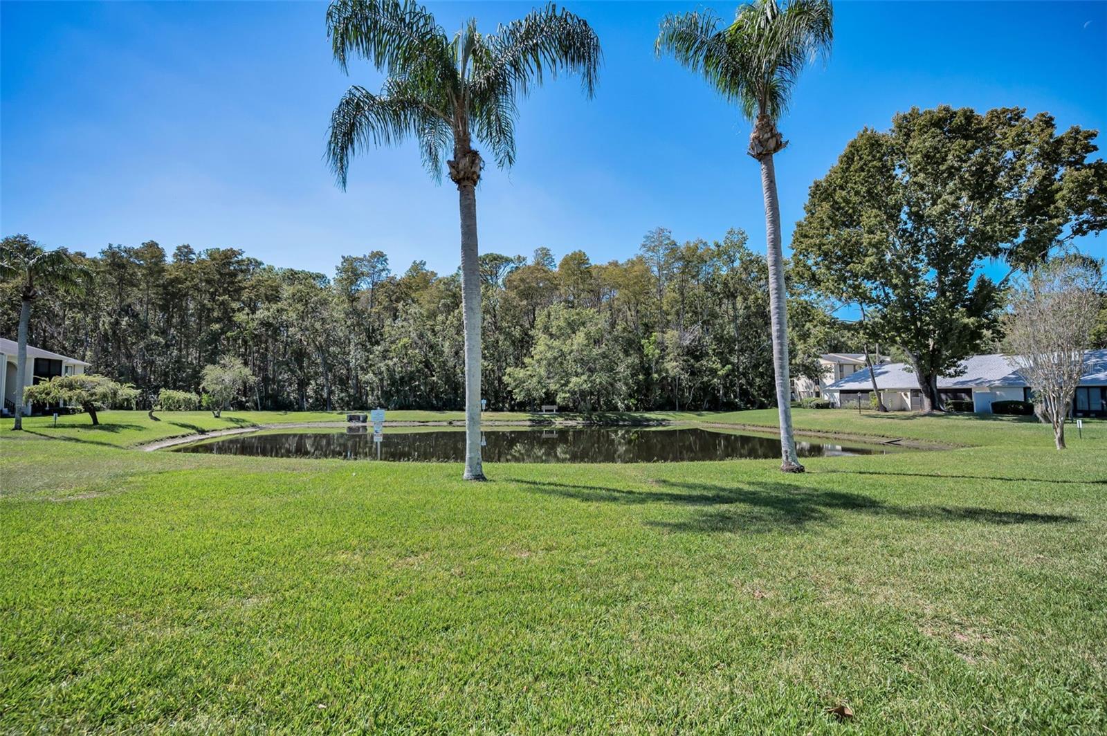 PINE RIDGE AT LAKE TARPON VILLAGE - Residential