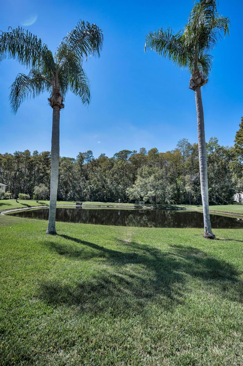 PINE RIDGE AT LAKE TARPON VILLAGE - Residential